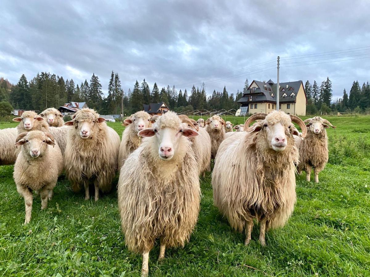 Na Kosnych Lägenhet Poronin Exteriör bild